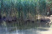 252-Delta del Danubio,7 agosto 2011